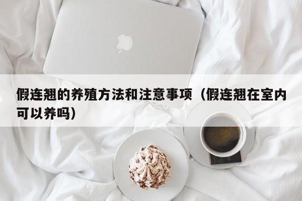 假连翘的养殖方法和注意事项（假连翘在室内可以养吗） 