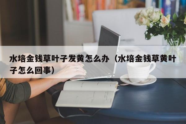 水培金钱草叶子发黄怎么办（水培金钱草黄叶子怎么回事） 