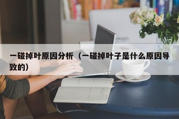 一碰掉叶原因分析（一碰掉叶子是什么原因导致的） 