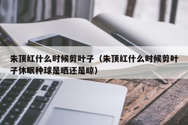 朱顶红什么时候剪叶子（朱顶红什么时候剪叶子休眠种球是晒还是晾） 