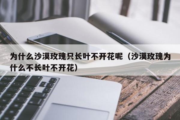 为什么沙漠玫瑰只长叶不开花呢（沙漠玫瑰为什么不长叶不开花） 