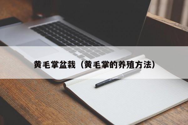 黄毛掌盆栽（黄毛掌的养殖方法） 