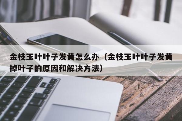 金枝玉叶叶子发黄怎么办（金枝玉叶叶子发黄掉叶子的原因和解决方法） 