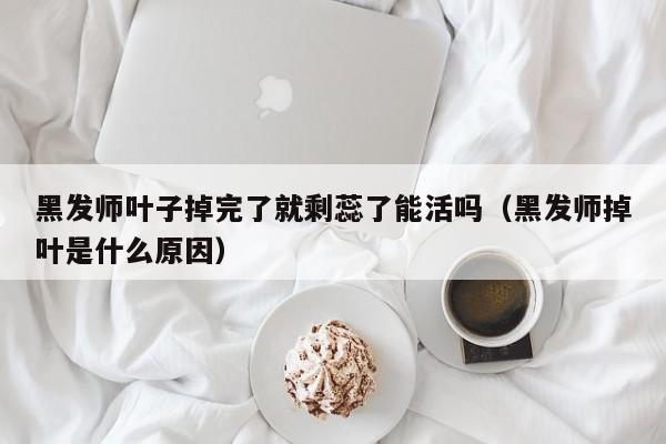 黑发师叶子掉完了就剩蕊了能活吗（黑发师掉叶是什么原因） 