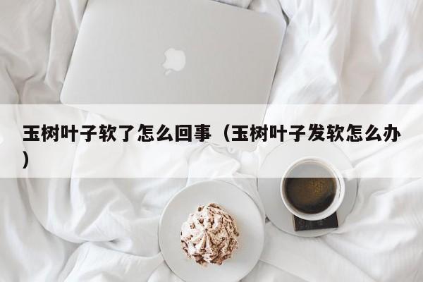 玉树叶子软了怎么回事（玉树叶子发软怎么办） 