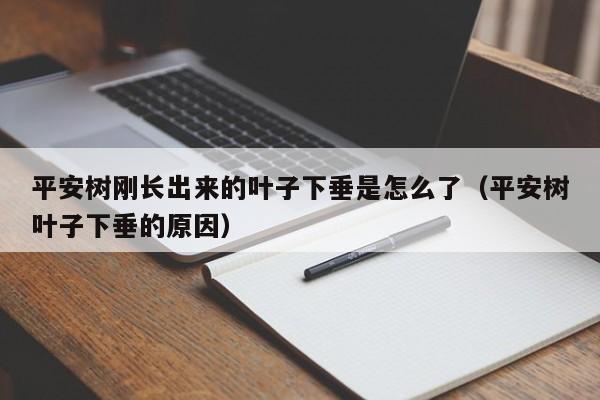 平安树刚长出来的叶子下垂是怎么了（平安树叶子下垂的原因） 