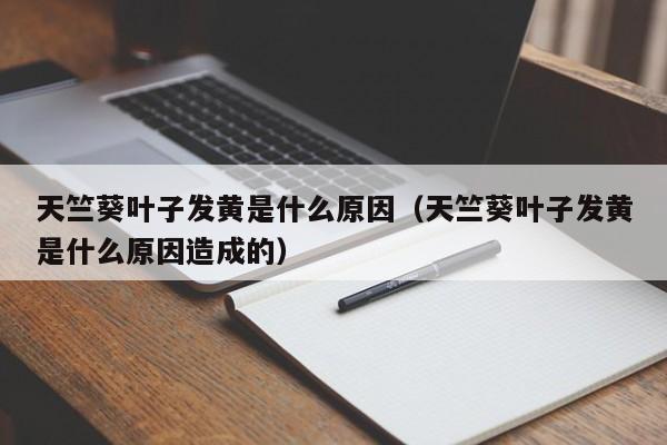 天竺葵叶子发黄是什么原因（天竺葵叶子发黄是什么原因造成的） 