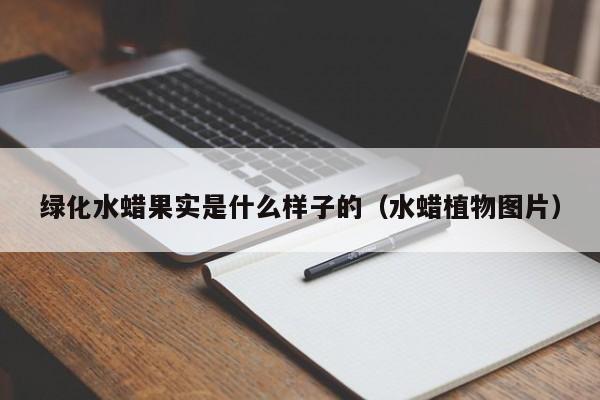 绿化水蜡果实是什么样子的（水蜡植物图片） 