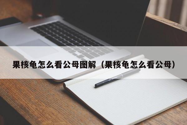 果核龟怎么看公母图解（果核龟怎么看公母） 