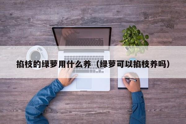 掐枝的绿萝用什么养（绿萝可以掐枝养吗） 