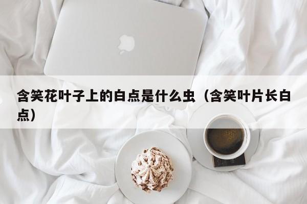 含笑花叶子上的白点是什么虫（含笑叶片长白点） 