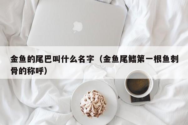 金鱼的尾巴叫什么名字（金鱼尾鳍第一根鱼刺骨的称呼） 