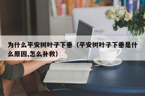 为什么平安树叶子下垂（平安树叶子下垂是什么原因,怎么补救） 