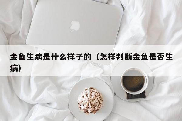 金鱼生病是什么样子的（怎样判断金鱼是否生病） 