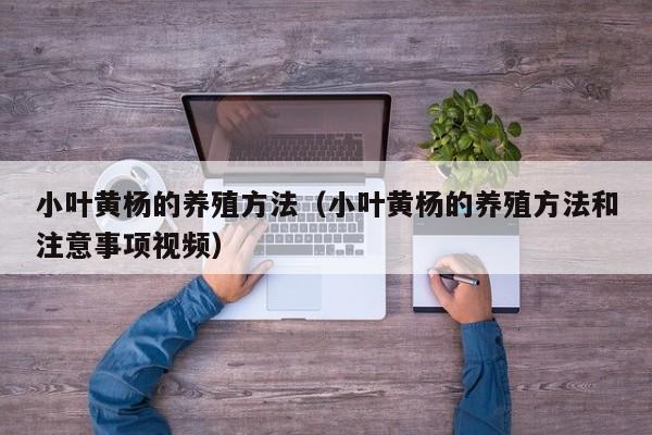 小叶黄杨的养殖方法（小叶黄杨的养殖方法和注意事项视频） 