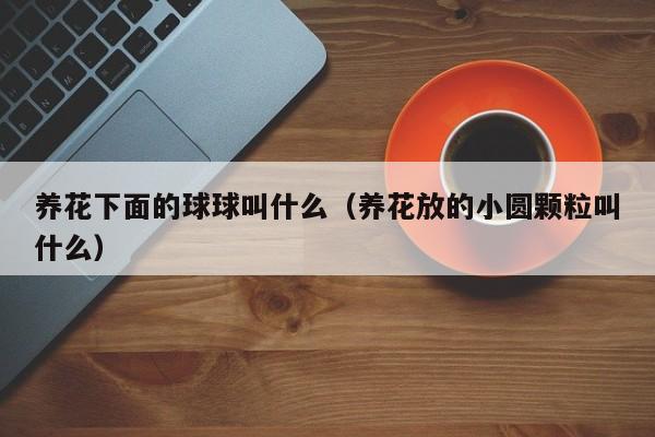 养花下面的球球叫什么（养花放的小圆颗粒叫什么） 