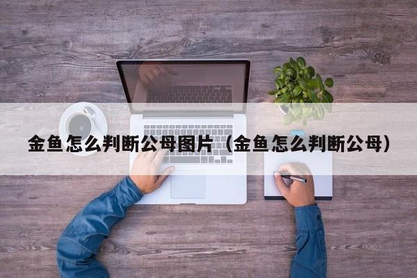 金鱼怎么判断公母图片（金鱼怎么判断公母） 