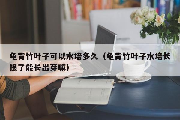 龟背竹叶子可以水培多久（龟背竹叶子水培长根了能长出芽嘛） 