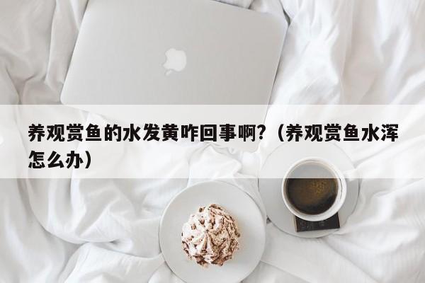 养观赏鱼的水发黄咋回事啊?（养观赏鱼水浑怎么办） 