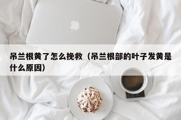 吊兰根黄了怎么挽救（吊兰根部的叶子发黄是什么原因） 