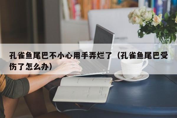 孔雀鱼尾巴不小心用手弄烂了（孔雀鱼尾巴受伤了怎么办） 