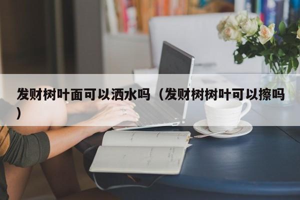 发财树叶面可以洒水吗（发财树树叶可以擦吗） 