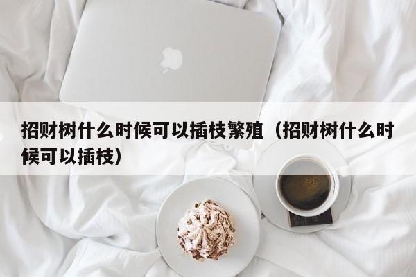 招财树什么时候可以插枝繁殖（招财树什么时候可以插枝） 