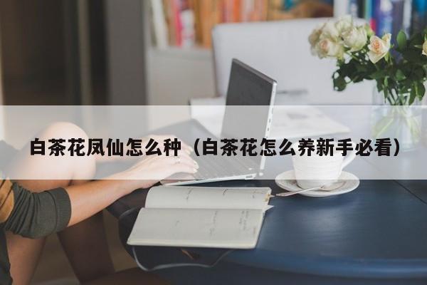 白茶花凤仙怎么种（白茶花怎么养新手必看） 