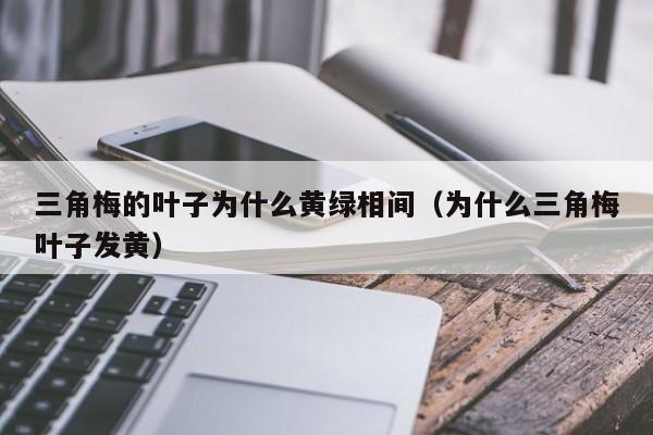 三角梅的叶子为什么黄绿相间（为什么三角梅叶子发黄） 