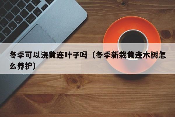 冬季可以浇黄连叶子吗（冬季新栽黄连木树怎么养护） 