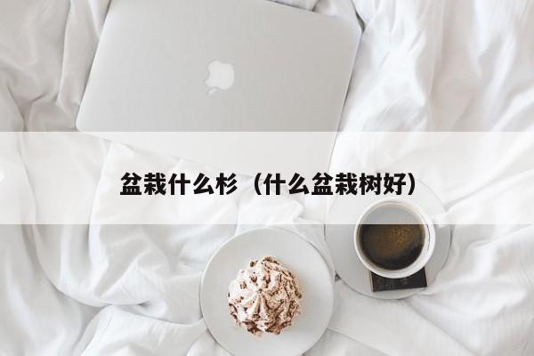 盆栽什么杉（什么盆栽树好） 