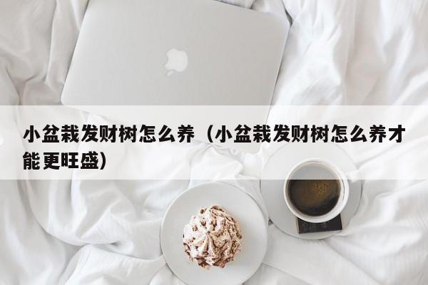 小盆栽发财树怎么养（小盆栽发财树怎么养才能更旺盛） 