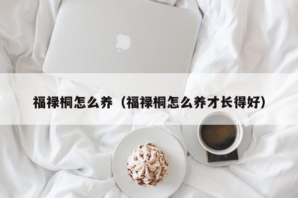 福禄桐怎么养（福禄桐怎么养才长得好） 