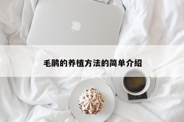 毛鹃的养植方法的简单介绍 